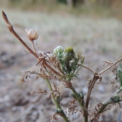 Matricaria discoidea at Gordon, ACT - 28 Oct 2015