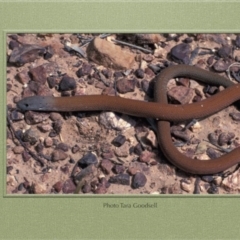 Pygopus lepidopodus (Common Scaly-foot) at Paddys River, ACT - 11 Jan 1971 by GeoffRobertson