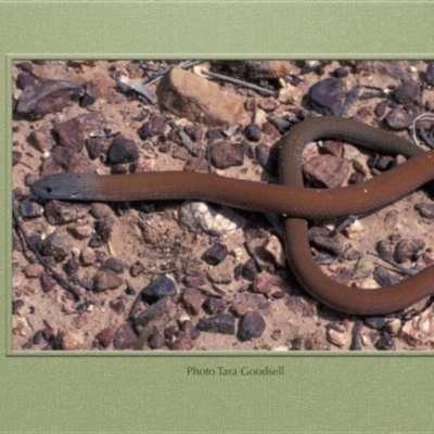 Pygopus lepidopodus (Common Scaly-foot) at Paddys River, ACT - 11 Jan 1971 by GeoffRobertson