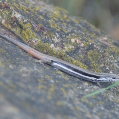 Morethia boulengeri (Boulenger's Skink) at Red Hill, ACT - 19 Nov 2015 by roymcd