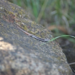 Morethia boulengeri at Red Hill, ACT - 19 Nov 2015