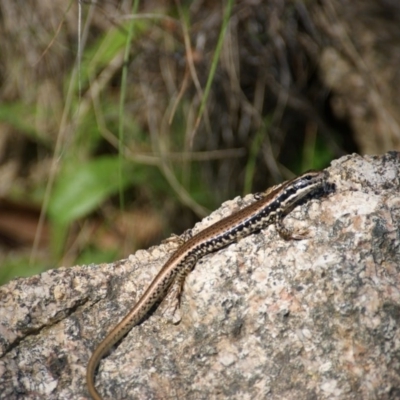 Eulamprus tympanum (Southern Water Skink) at Jedbinbilla - 28 Nov 2015 by roymcd