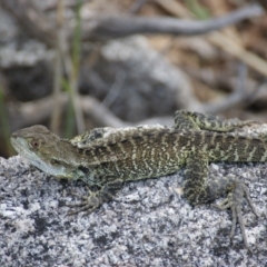 Intellagama lesueurii howittii (Gippsland Water Dragon) at Paddys River, ACT - 28 Nov 2015 by roymcd