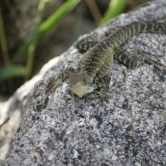 Intellagama lesueurii howittii at Paddys River, ACT - 28 Nov 2015