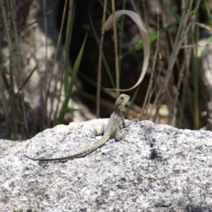 Intellagama lesueurii howittii at Paddys River, ACT - 28 Nov 2015