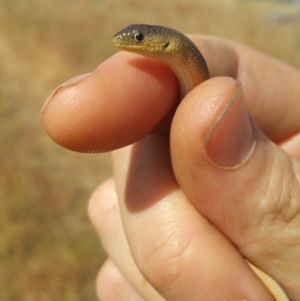 Delma inornata at Macgregor, ACT - 3 Dec 2015