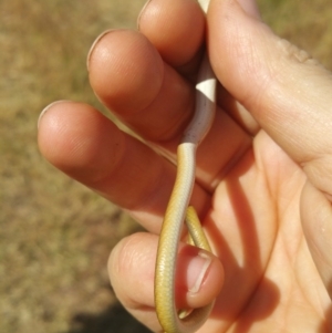 Delma inornata at Macgregor, ACT - 3 Dec 2015