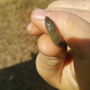 Delma inornata at Macgregor, ACT - 3 Dec 2015