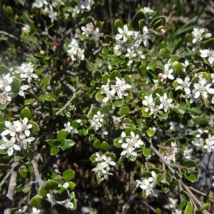 Nematolepis ovatifolia at Kosciuszko National Park, NSW - 19 Nov 2015 02:09 PM