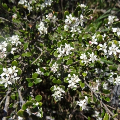 Nematolepis ovatifolia at Kosciuszko National Park, NSW - 19 Nov 2015 by galah681