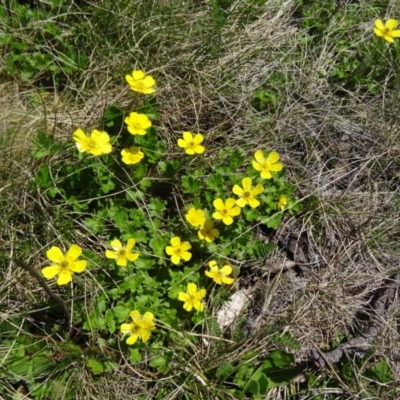 Ranunculus graniticola (Granite Buttercup) at Charlotte Pass - Kosciuszko NP - 19 Nov 2015 by galah681