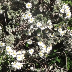 Olearia brevipedunculata (Dusty Daisy Bush) at Kosciuszko National Park - 19 Nov 2015 by galah681