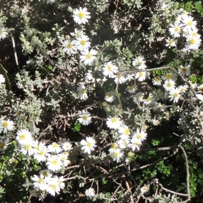 Olearia brevipedunculata (Dusty Daisy Bush) at Kosciuszko National Park - 19 Nov 2015 by galah681