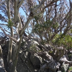Eucalyptus pauciflora subsp. niphophila (Alpine Snow Gum) at Charlotte Pass - Kosciuszko NP - 19 Nov 2015 by galah681