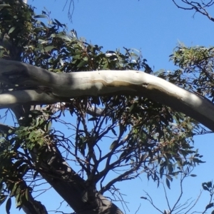 Eucalyptus pauciflora subsp. pauciflora at Charlotte Pass - Kosciuszko NP - 19 Nov 2015