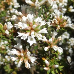 Epacris paludosa at Kosciuszko National Park, NSW - 19 Nov 2015 02:46 PM