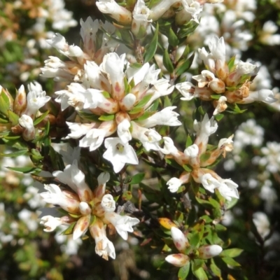 Epacris paludosa (Alpine Heath) at Kosciuszko National Park, NSW - 19 Nov 2015 by galah681