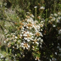 Epacris paludosa at Kosciuszko National Park, NSW - 19 Nov 2015 02:46 PM