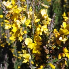 Bossiaea foliosa (Leafy Bossiaea) at Kosciuszko National Park, NSW - 19 Nov 2015 by galah681