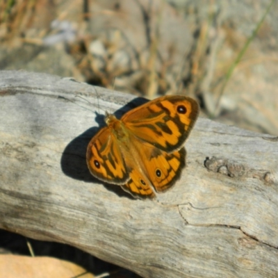 Heteronympha merope (Common Brown Butterfly) at Fadden, ACT - 11 Dec 2015 by RyuCallaway