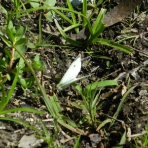 Pieris rapae at Fadden, ACT - 12 Dec 2015