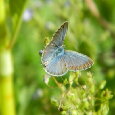 Zizina otis (Common Grass-Blue) at Fadden, ACT - 12 Dec 2015 by ArcherCallaway