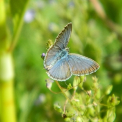 Zizina otis (Common Grass-Blue) at Fadden, ACT - 11 Dec 2015 by RyuCallaway