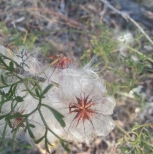 Clematis leptophylla at Watson, ACT - 12 Dec 2015