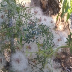 Clematis leptophylla at Watson, ACT - 12 Dec 2015 07:16 PM