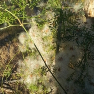 Clematis leptophylla at Watson, ACT - 12 Dec 2015