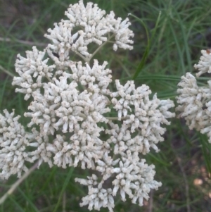 Cassinia longifolia at Watson, ACT - 12 Dec 2015