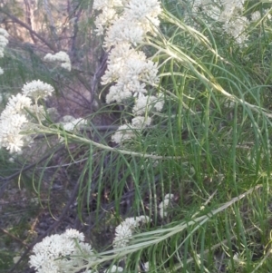 Cassinia longifolia at Watson, ACT - 12 Dec 2015