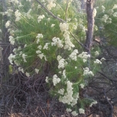 Cassinia longifolia at Watson, ACT - 12 Dec 2015