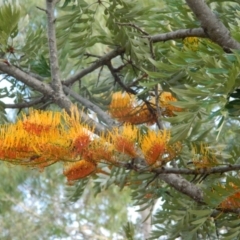 Grevillea robusta (Silky Oak) at Fadden, ACT - 13 Dec 2015 by ArcherCallaway