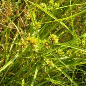 Cyperus eragrostis at Fadden, ACT - 13 Dec 2015