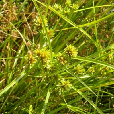 Cyperus eragrostis (Umbrella Sedge) at Fadden Hills Pond - 12 Dec 2015 by RyuCallaway