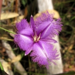 Thysanotus tuberosus subsp. tuberosus - 13 Dec 2015 by NathanaelC