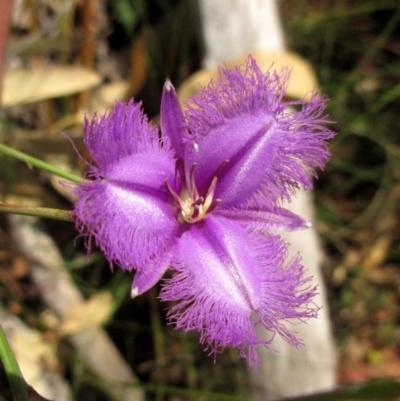 Thysanotus tuberosus subsp. tuberosus - 13 Dec 2015 by NathanaelC