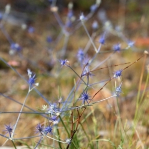 Eryngium ovinum at Dunlop, ACT - 13 Dec 2015 09:15 AM