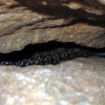 Egernia cunninghami (Cunningham's Skink) at Dunlop, ACT - 12 Dec 2015 by NathanaelC