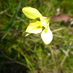 Diuris monticola (Highland Golden Moths) at Rocky Plain, NSW - 12 Dec 2015 by JanetRussell