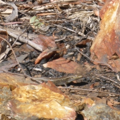 Liopholis whitii (White's Skink) at Nimmo, NSW - 11 Dec 2015 by JanetRussell