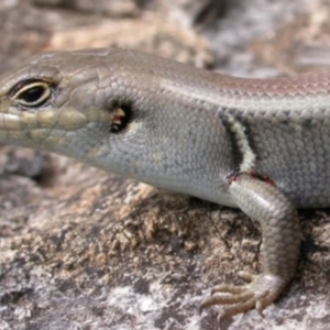 Liopholis whitii at Kosciuszko National Park, NSW - 14 Jan 2001