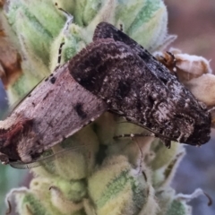 Agrotis porphyricollis (Variable Cutworm) at Googong, NSW - 13 Dec 2015 by Wandiyali