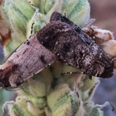 Agrotis porphyricollis (Variable Cutworm) at Googong, NSW - 14 Dec 2015 by Wandiyali