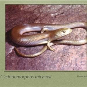 Cyclodomorphus michaeli at Nerriga, NSW - 1 Oct 1977 12:00 AM