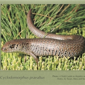 Cyclodomorphus praealtus at Kosciuszko National Park, NSW - suppressed