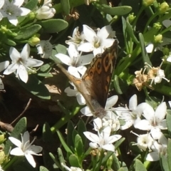 Junonia villida (Meadow Argus) at Molonglo Valley, ACT - 2 Dec 2015 by galah681