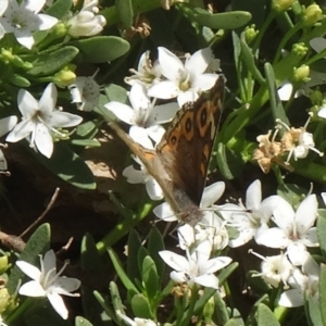 Junonia villida at Molonglo Valley, ACT - 3 Dec 2015