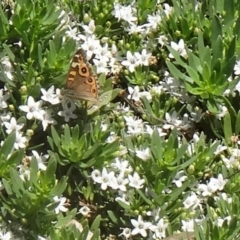 Junonia villida at Molonglo Valley, ACT - 3 Dec 2015 10:41 AM